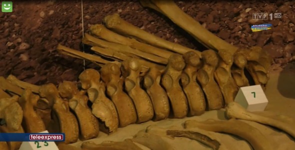 Kości na ekpozycji muzealnej